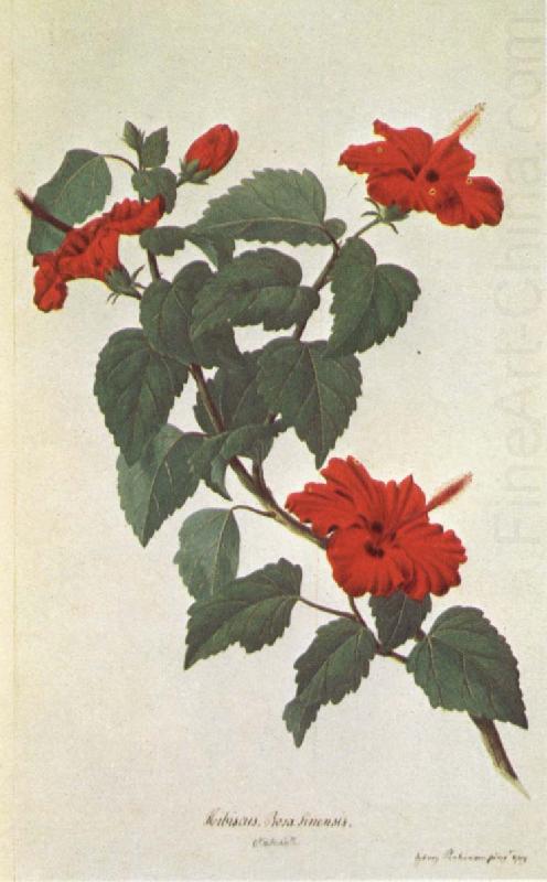 Hibiscus Brawing, unknow artist